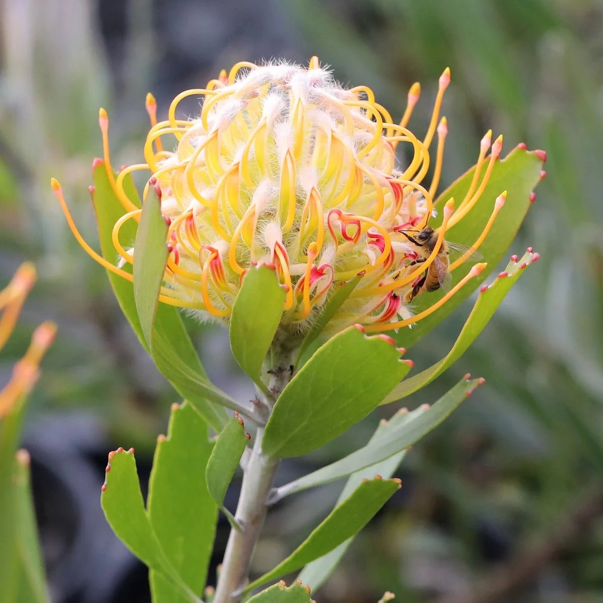 Leucospermum ‘Mardi Gras Petite’ - Ladybird Nursery
