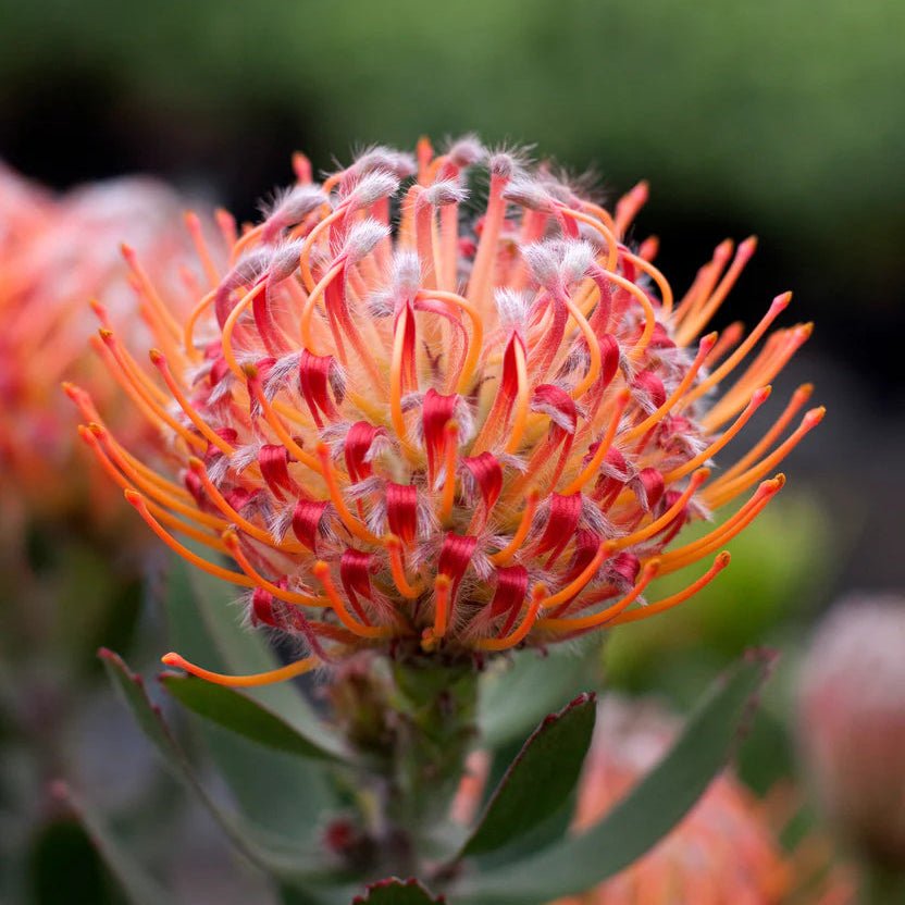 Leucospermum ‘Scarlet Ribbon’ - Ladybird Nursery
