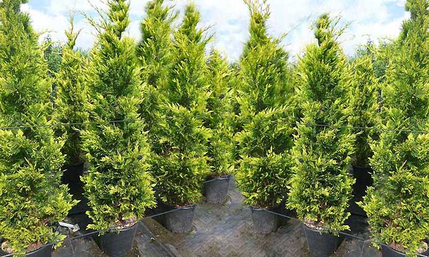 Leyland Cypress Castlewellan Gold (Cupressocyparis leylandii) - Ladybird Nursery