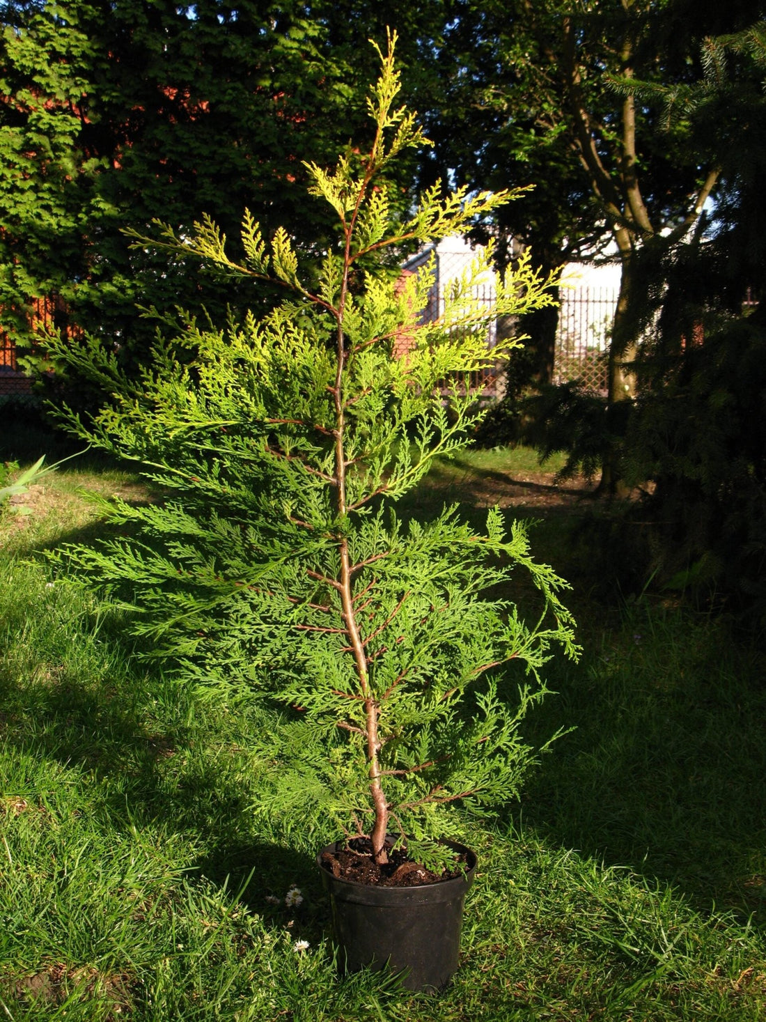 Leyland Cypress Castlewellan Gold (Cupressocyparis leylandii) - Ladybird Nursery