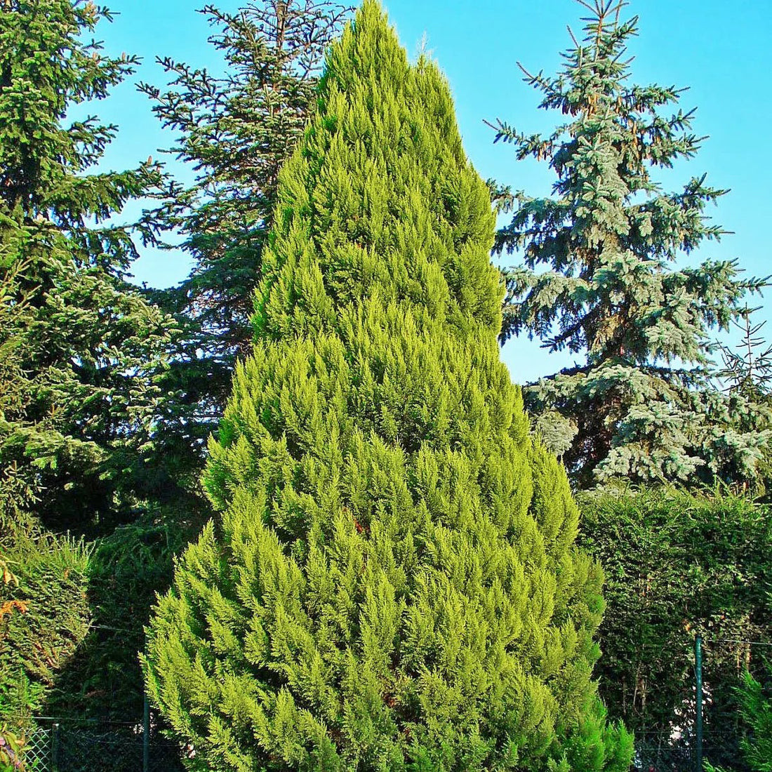 Leyland Cypress Fern Gold (Cupressocyparis leylandii) - Ladybird Nursery
