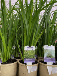 Libertia 'Shadow Star' (Libertia paniculata) - Ladybird Nursery