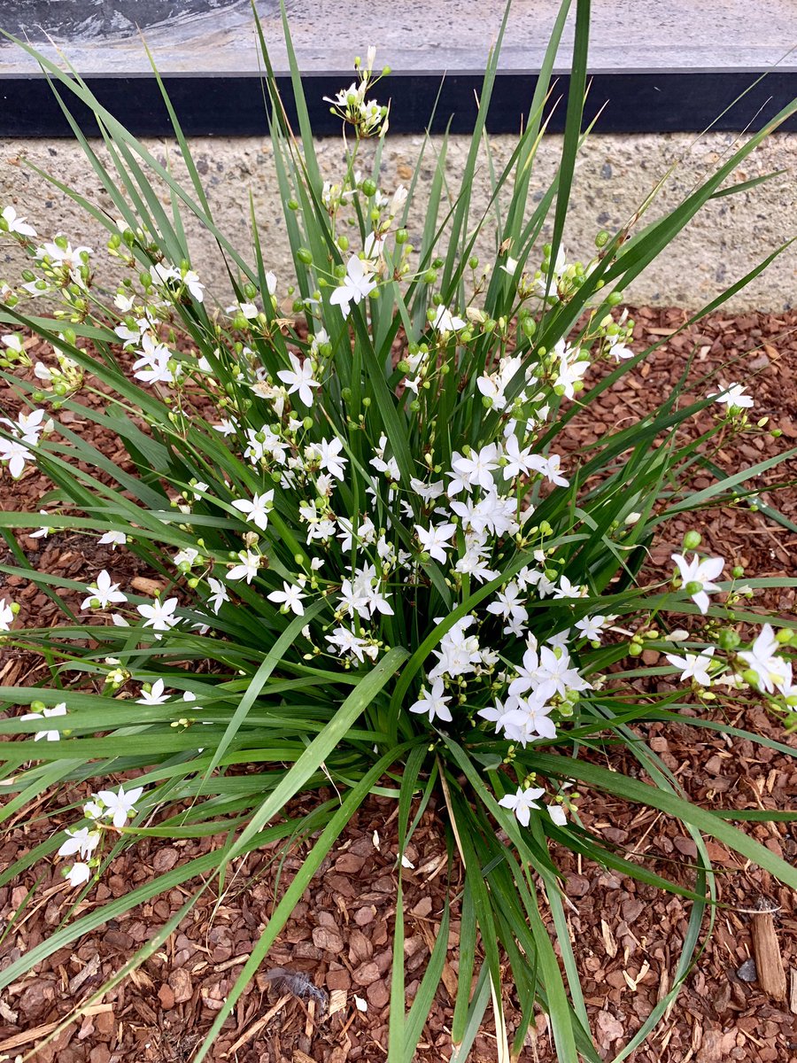 Libertia 'Shadow Star' (Libertia paniculata)