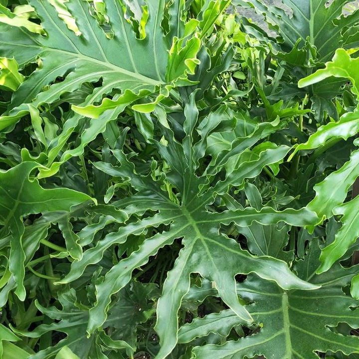 Lickety Split Plant (Philodendron) - Ladybird Nursery