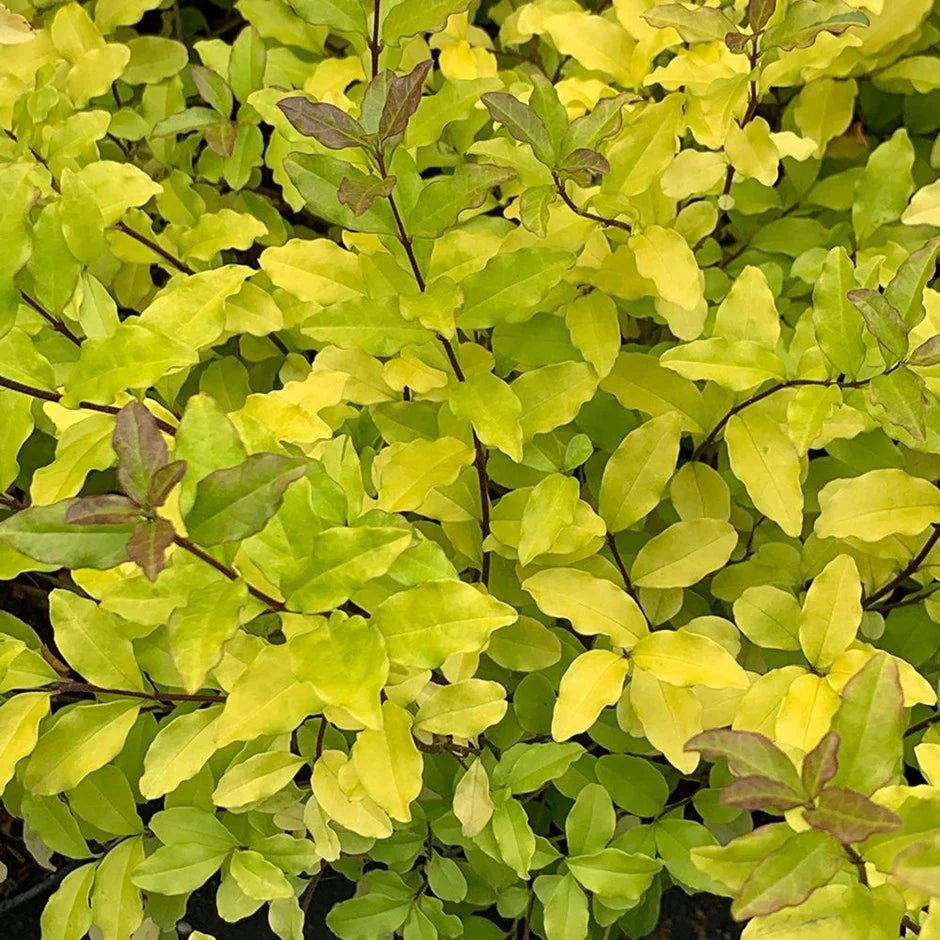 Ligustrum Lemon Lime and Clippers (Ligustrum undulatum) - Ladybird Nursery