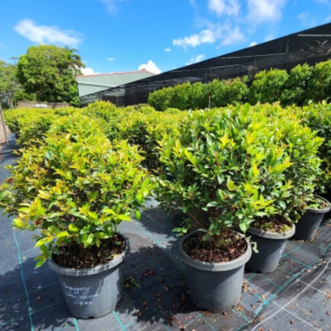 Lilly Pilly Baby Boomer Topiary Standards 300mm Pots (PICKUP ONLY) - Ladybird Nursery