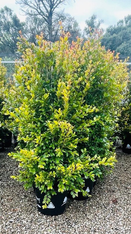 Lilly Pilly Backyard Bliss Standards (Syzygium australe) - Ladybird Nursery