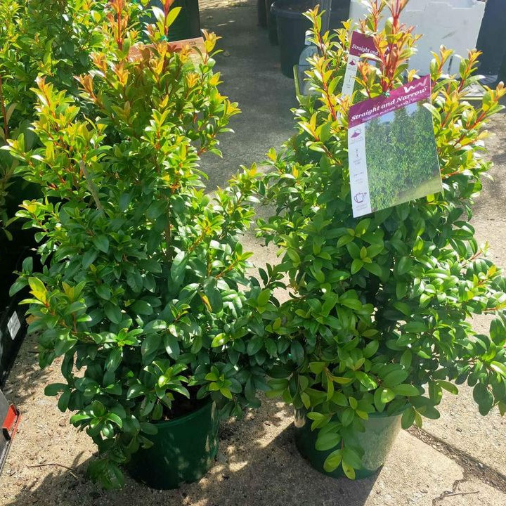 Lilly Pilly Straight and Narrow - Ladybird Nursery