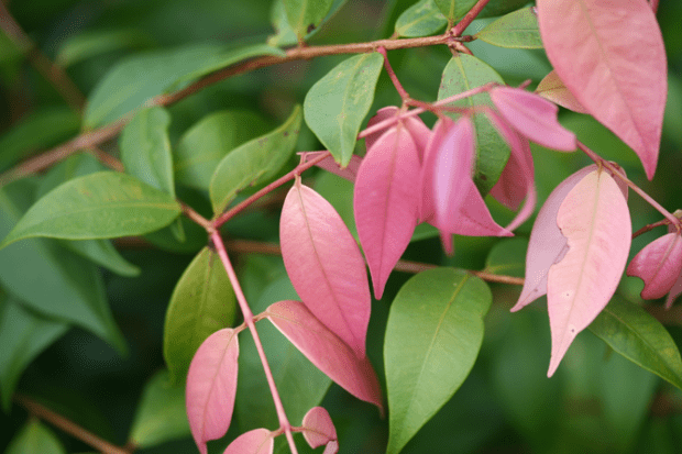 Lilly Pilly ‘Pink Cascade’ (Syzygium australe) - Ladybird Nursery