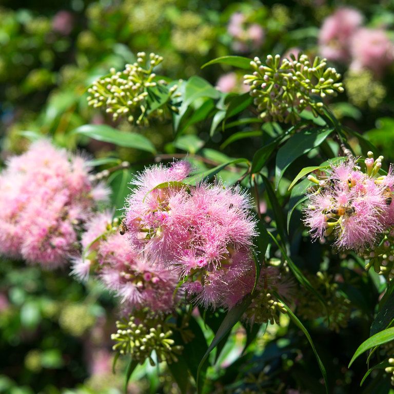 Lilly Pilly ‘Pink Cascade’ (Syzygium australe) - Ladybird Nursery
