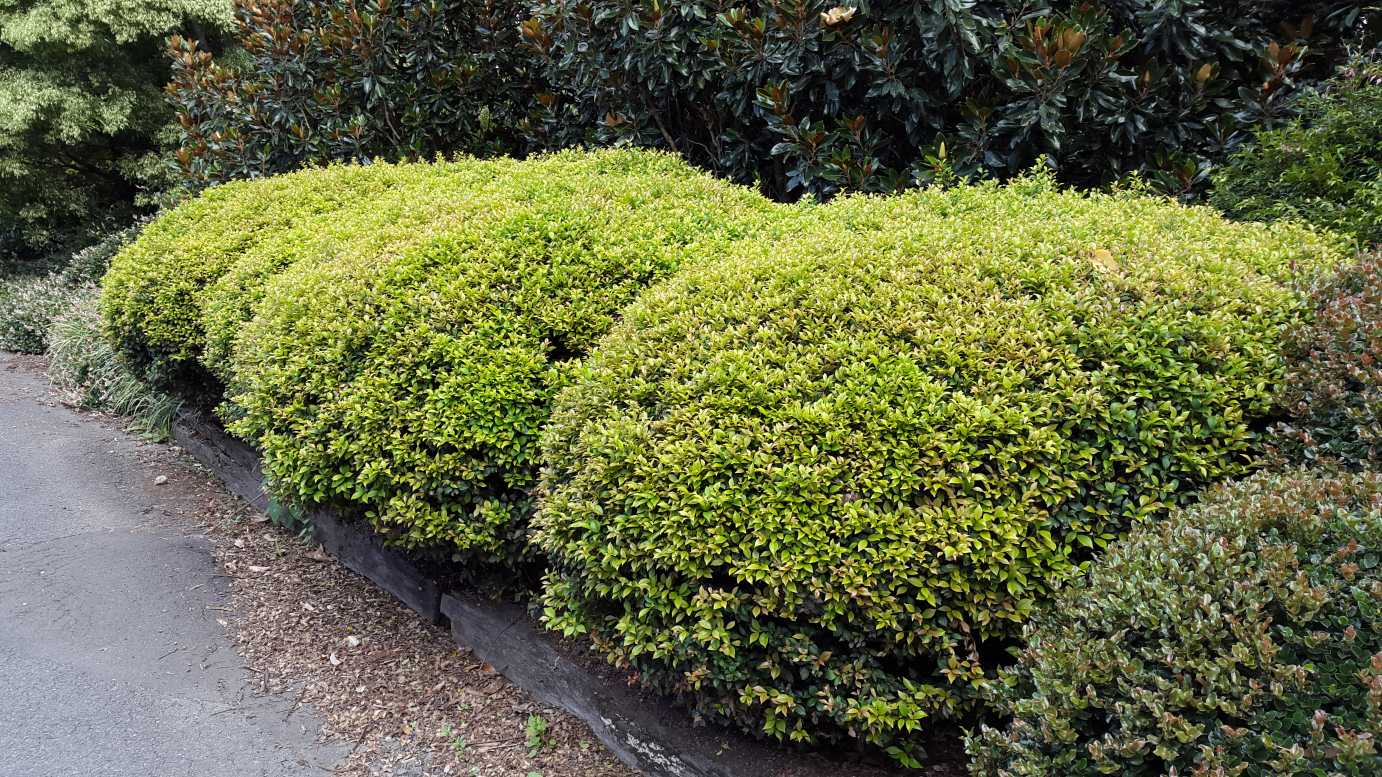 Lilly Pilly 'Allyn Magic' Topiary Ball (PICK UP ONLY) - Ladybird Nursery