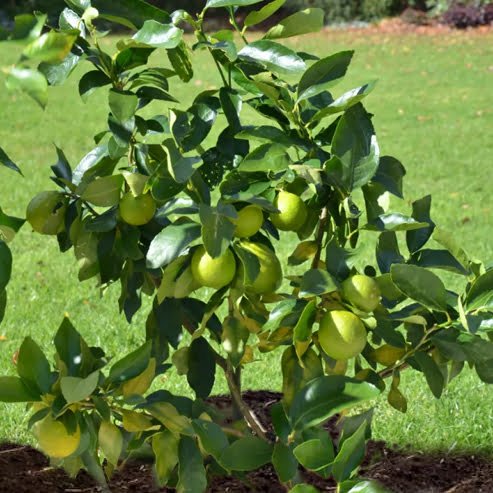 Lime 'Tahitian' 180mm Pot (QLD Only) - Ladybird Nursery