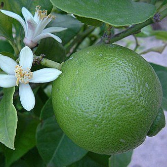 Lime 'Tahitian' 250mm Pot (PICKUP ONLY) - Ladybird Nursery