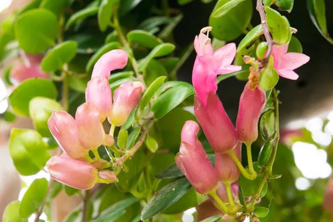Lipstick Plant 'Thai Pink' (Aeschynanthus) - Ladybird Nursery