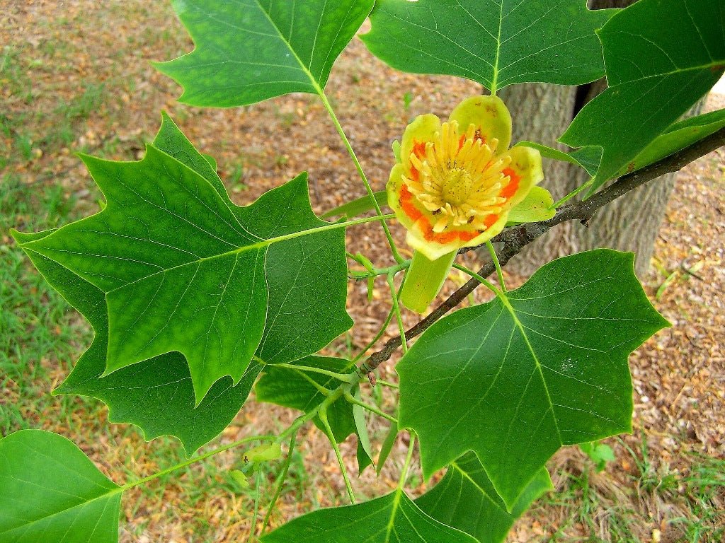 Tulip Tree (Liriodendron tulipifera) - Ladybird Nursery