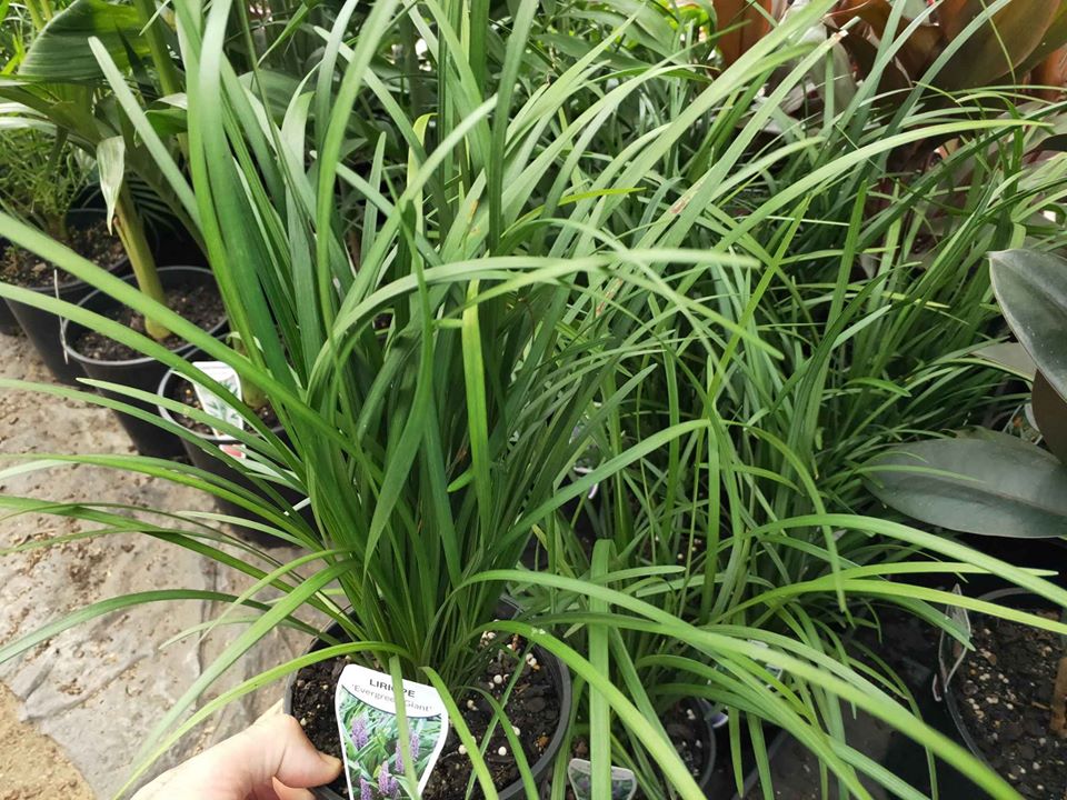 Liriope 'Evergreen Giant' - Ladybird Nursery