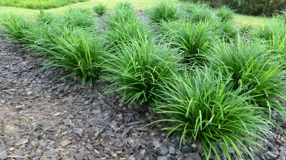 Liriope JUST RIGHT ® (Liriope muscari) - Ladybird Nursery