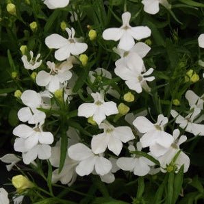 Lobelia Erinus 'Riviera White' 10 Cell Pot (PICK UP ONLY) - Ladybird Nursery