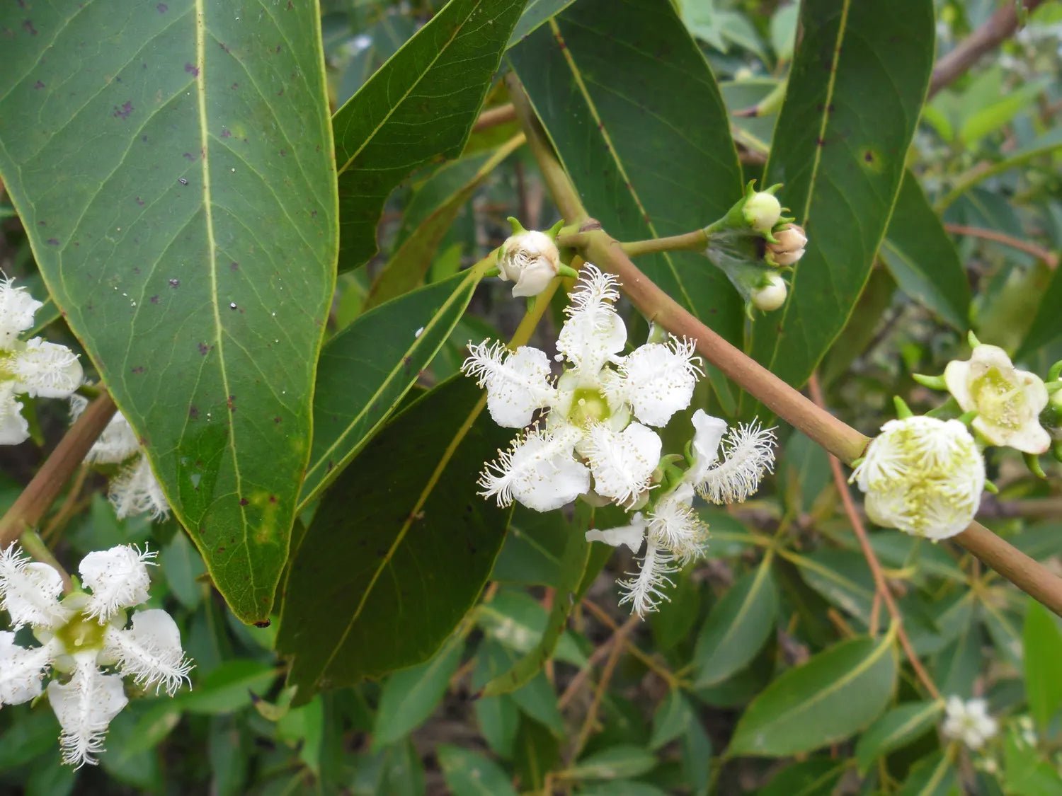 Brush Box (Lophostemon confertus) - Ladybird Nursery