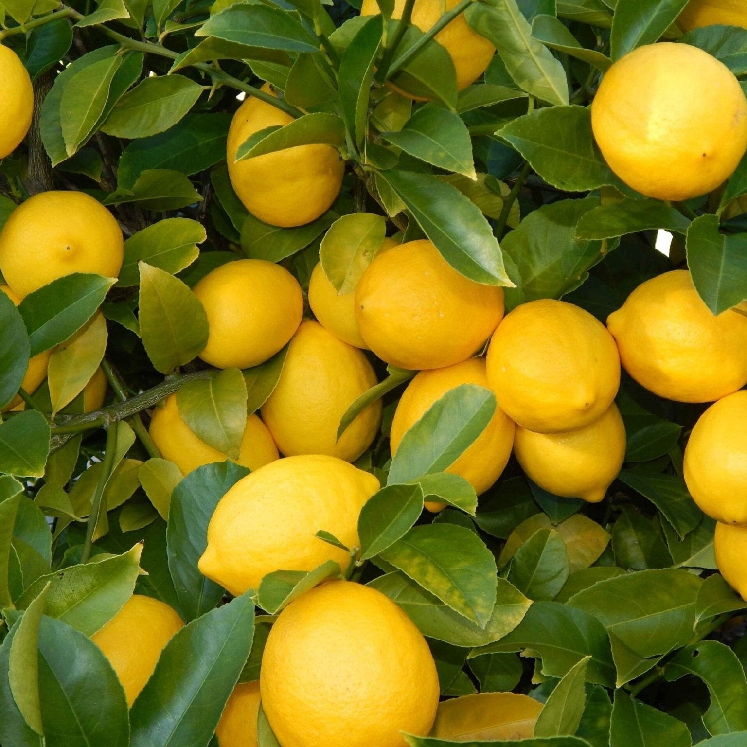 Lotsa Lemons - Large (Pickup Only) - Ladybird Nursery