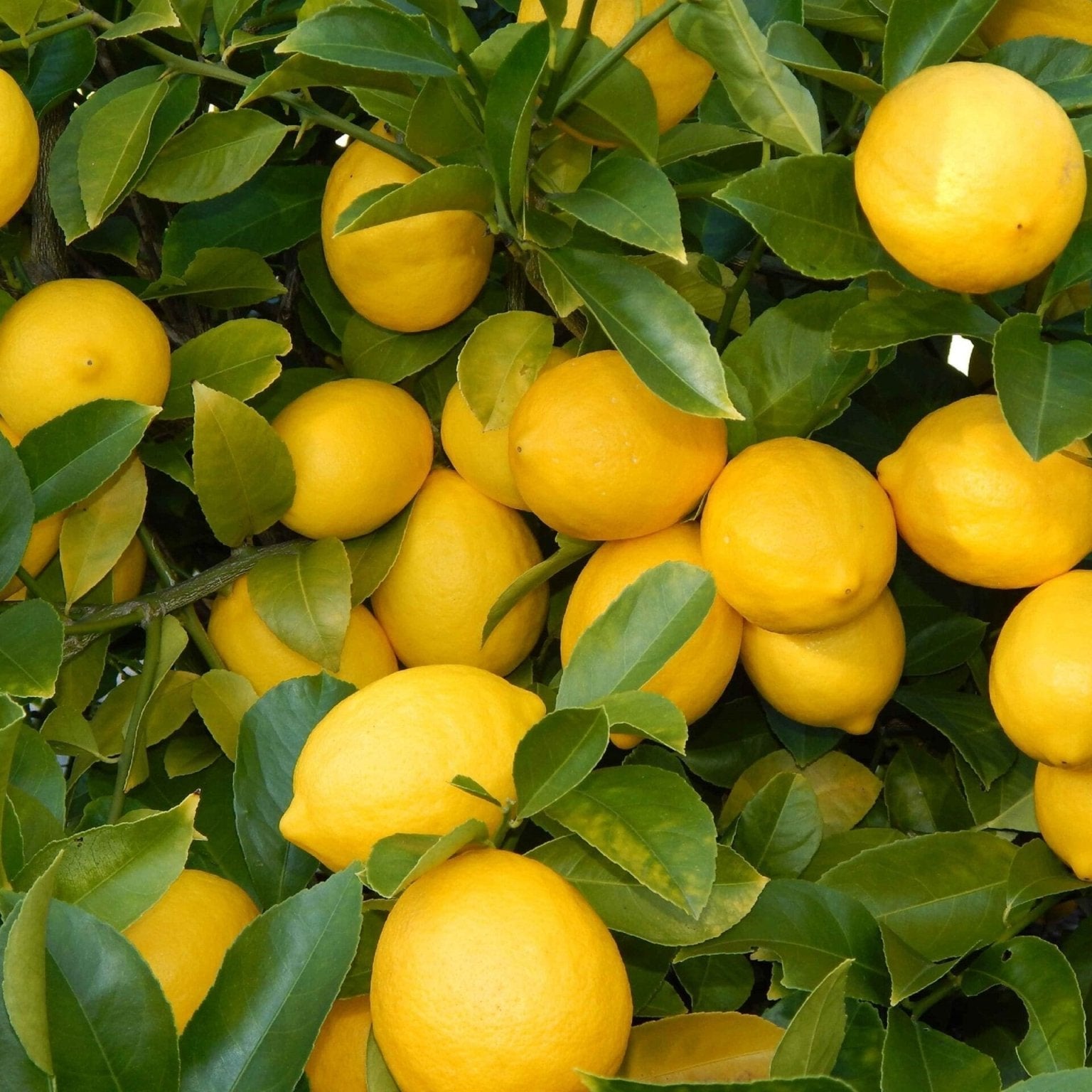 Lotsa Lemons 180mm pots (QLD Only) - Ladybird Nursery