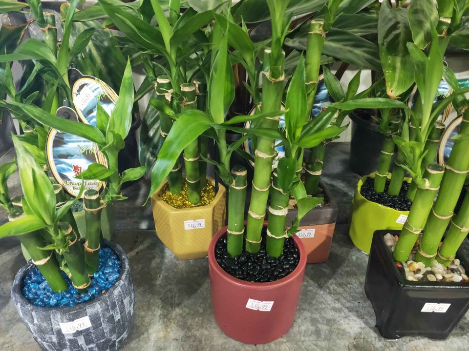 Lucky Bamboo in Cute Ceramic Pots