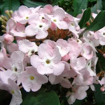 Luculia 'Fragrant Cloud' (Luculia pinceana) - Ladybird Nursery