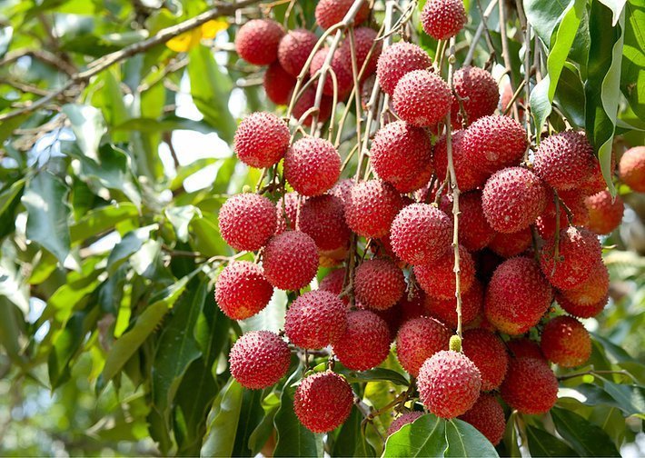 Red Ball Lychee - Ladybird Nursery