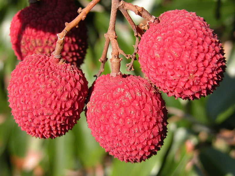 Kwai Mai Pink Lychee