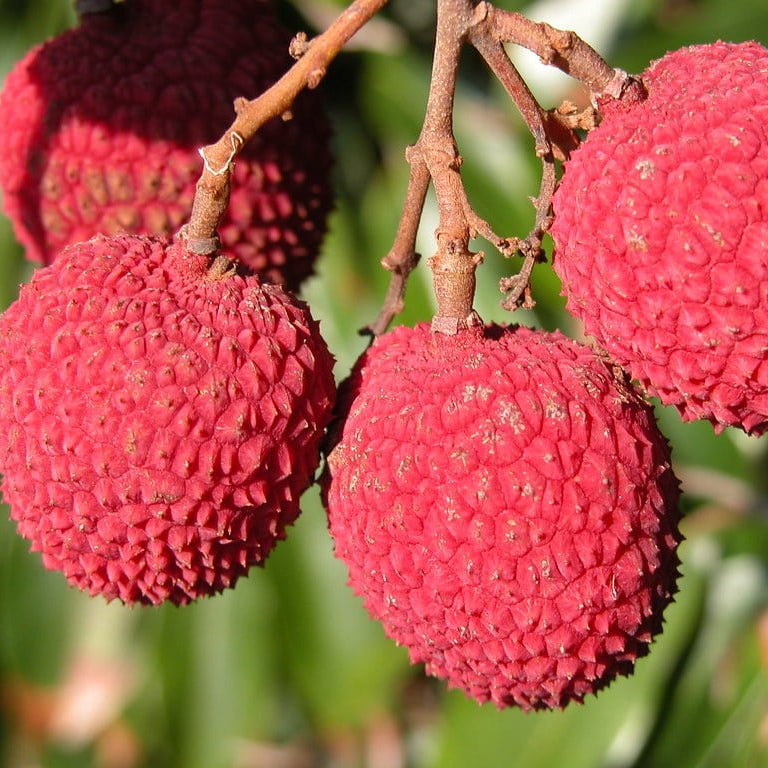 Kwai Mai Pink Lychee - Ladybird Nursery