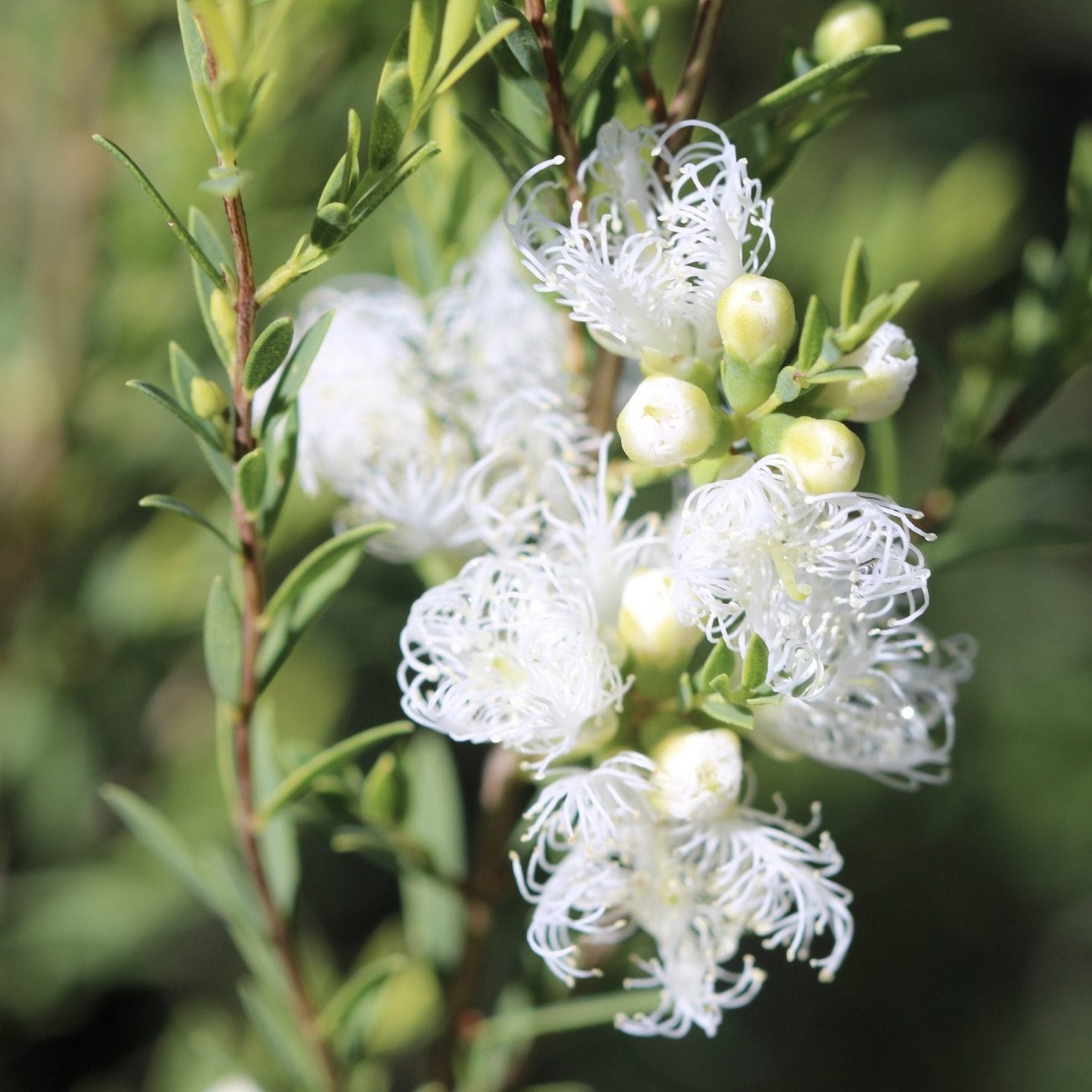 Thyme Honey Myrtle White Lace (Melaleuca thymifolia) - Ladybird Nursery