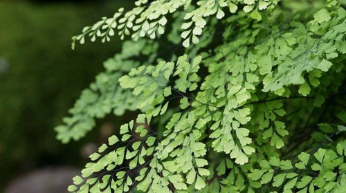 Common Maidenhair Valley Mist Native (Adiantum aethiopicum) - Ladybird Nursery