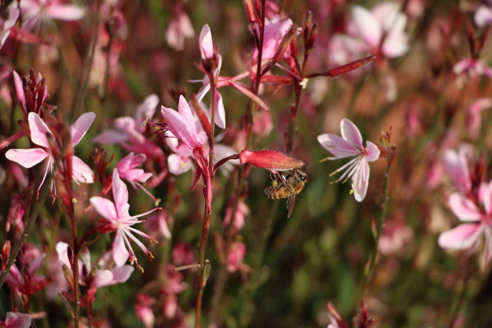 Gaura Grace Blush - Ladybird Nursery