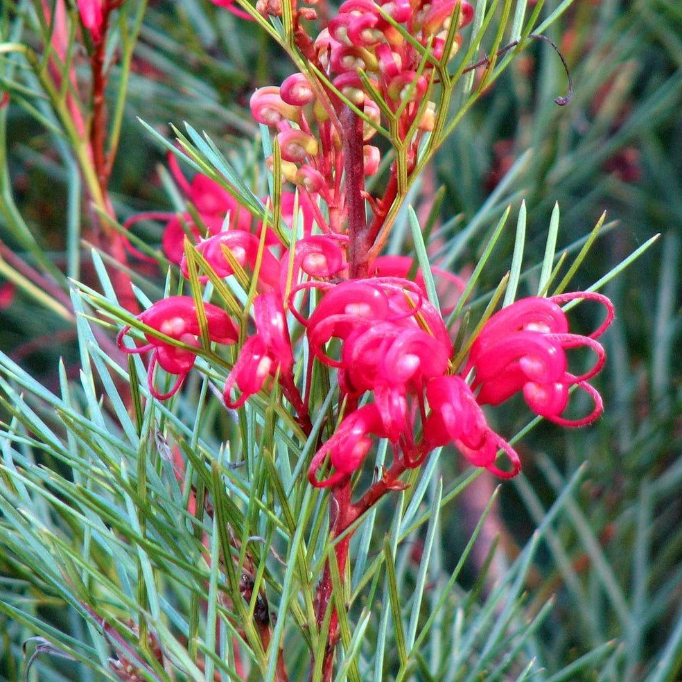 Grevillea Bon Accord - Ladybird Nursery