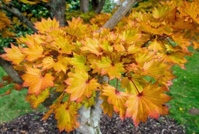 Field Maple aureum Golden (Acer campestre) - Ladybird Nursery