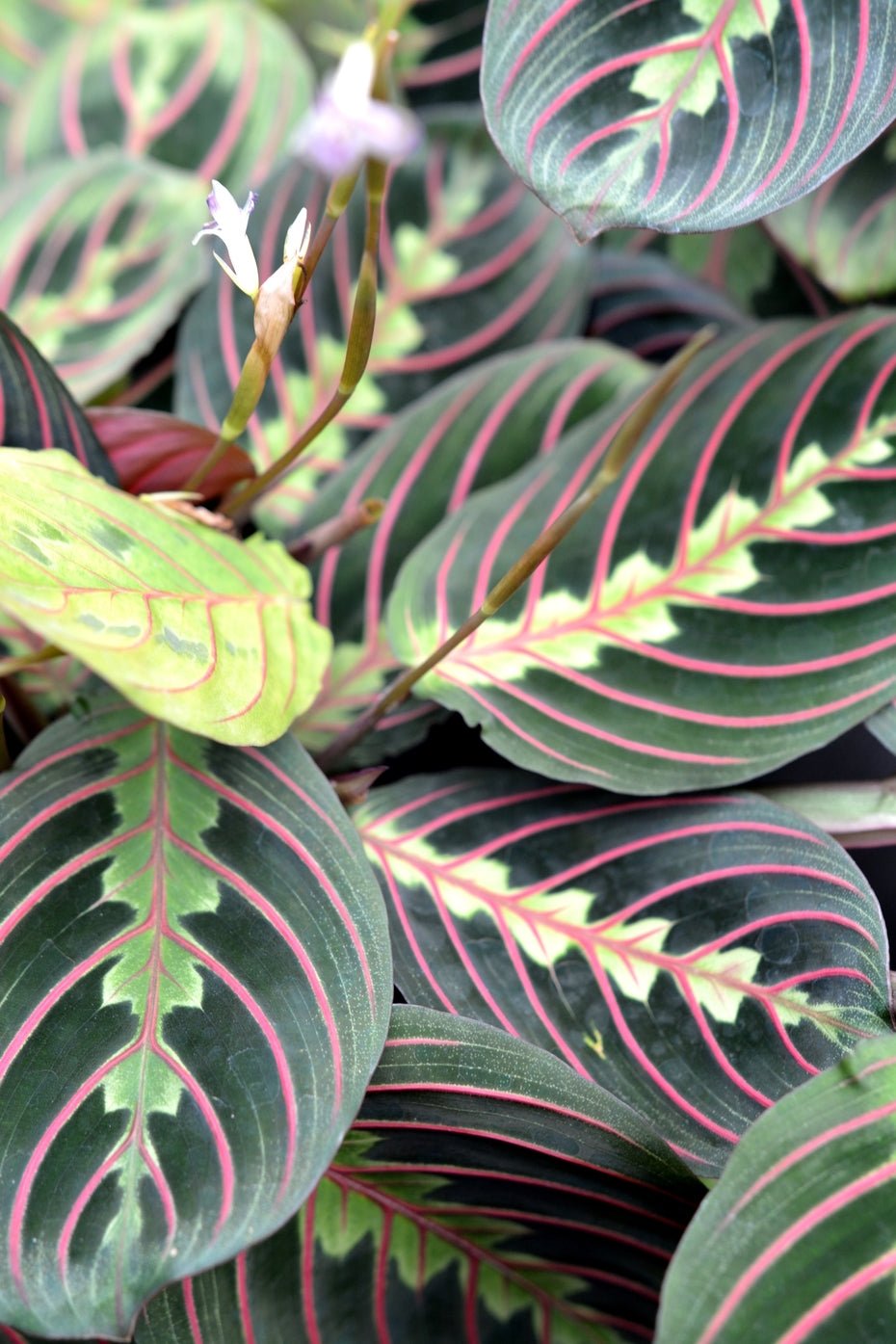 Prayer Plant erythroneura Red / Red Stripe (Maranta leuconeura) - Ladybird Nursery