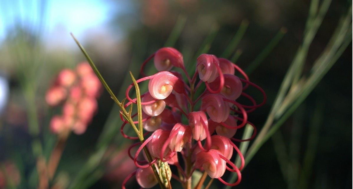 Grevillea Elegance (grafted) - Ladybird Nursery