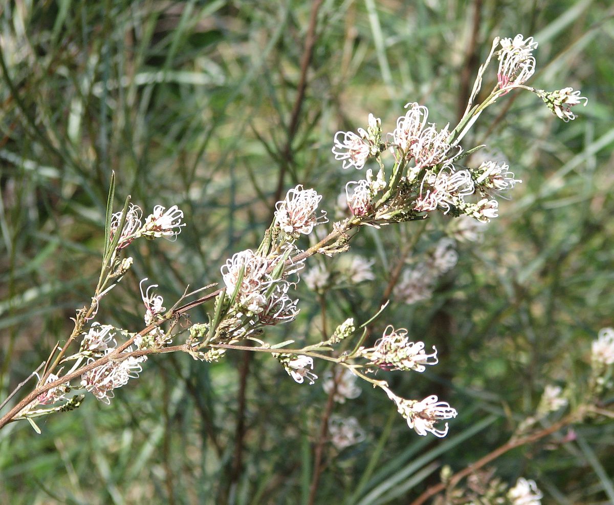 Grevillea endlicheriana - Ladybird Nursery