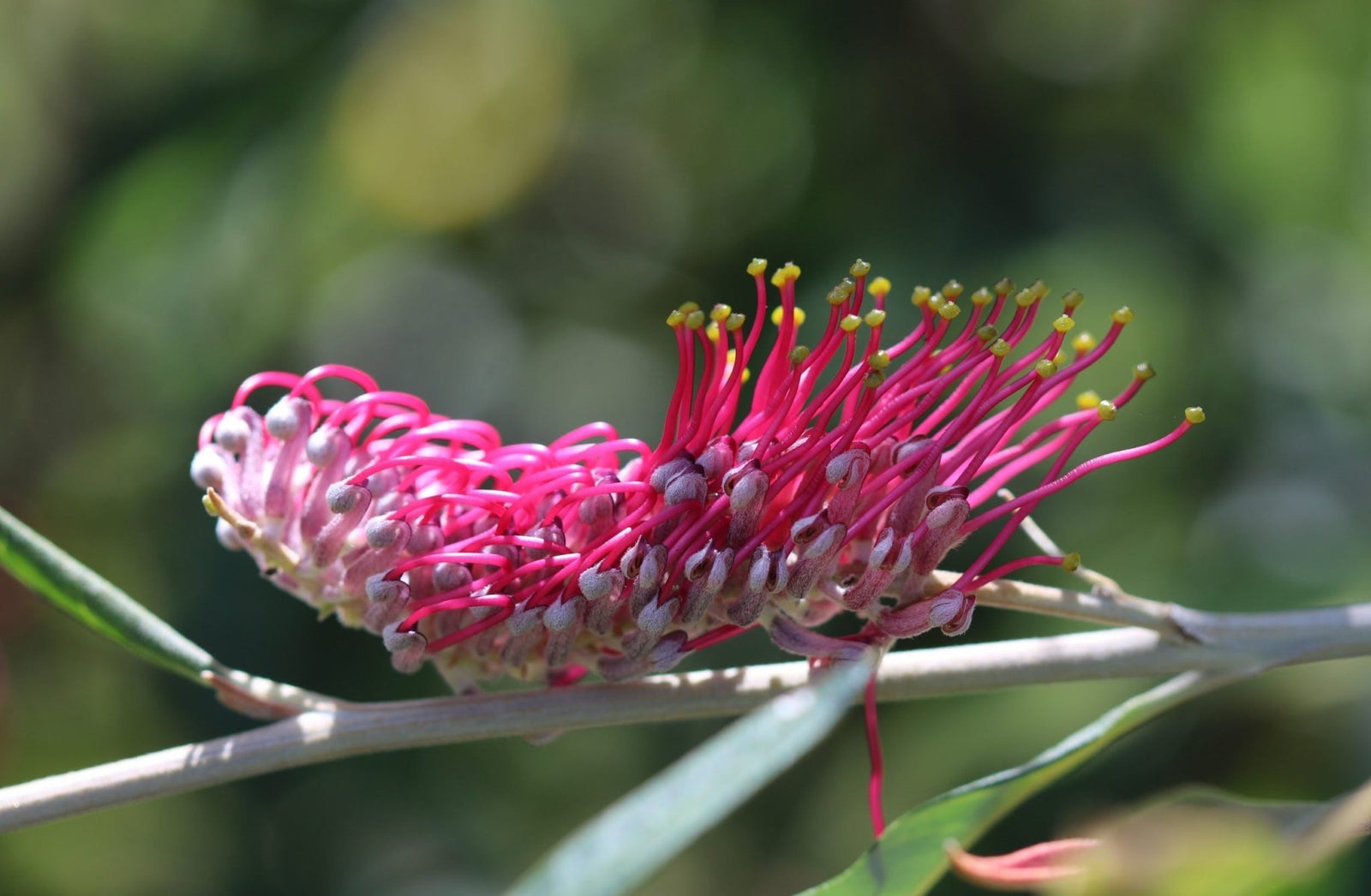 Grevillea Coastal Glow - Ladybird Nursery
