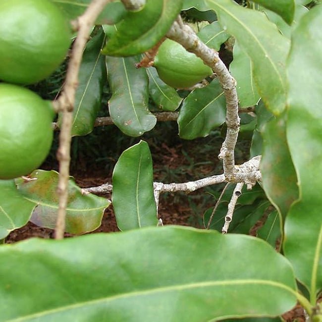 Macadamia Bush Nut - Ladybird Nursery