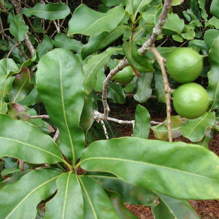 Macadamia H2 - Ladybird Nursery