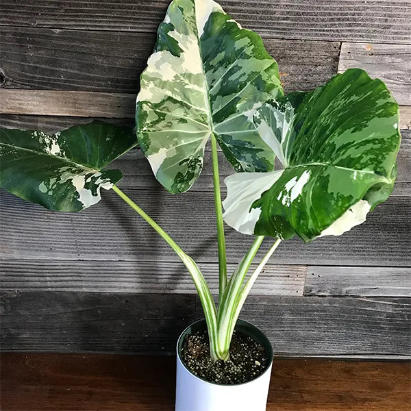 Variegated Elephant Ear Variegata (Alocasia macrorrhizos)