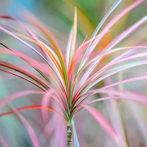 dracaena with pink edges Madagascar Dragon Tree Red Edge Plant – Buy Now! – Ladybird Nursery