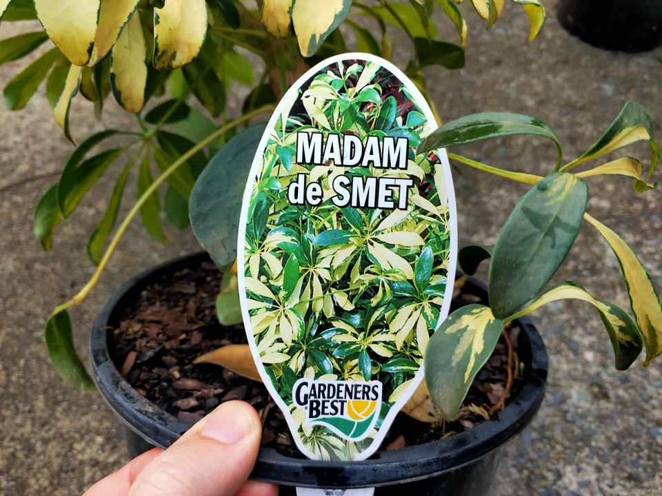 Madame de Smet (Dwarf Umbrella Tree) - Ladybird Nursery