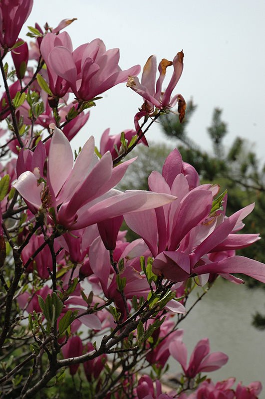 Magnolia Ann - Ladybird Nursery
