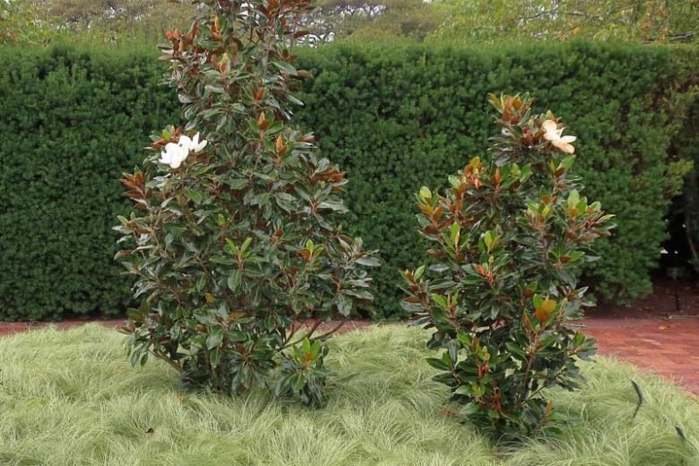 Magnolia Assorted (Magnolia grandiflora) - Ladybird Nursery