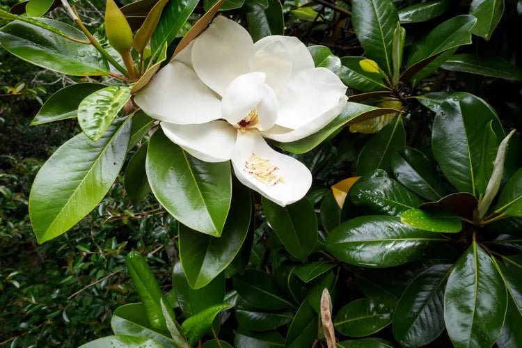 Magnolia Assorted (Magnolia spp.) - Ladybird Nursery