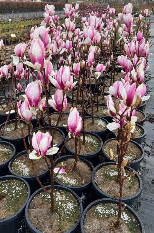 Magnolia Burgundy Glow (Magnolia soulangeana) - Ladybird Nursery