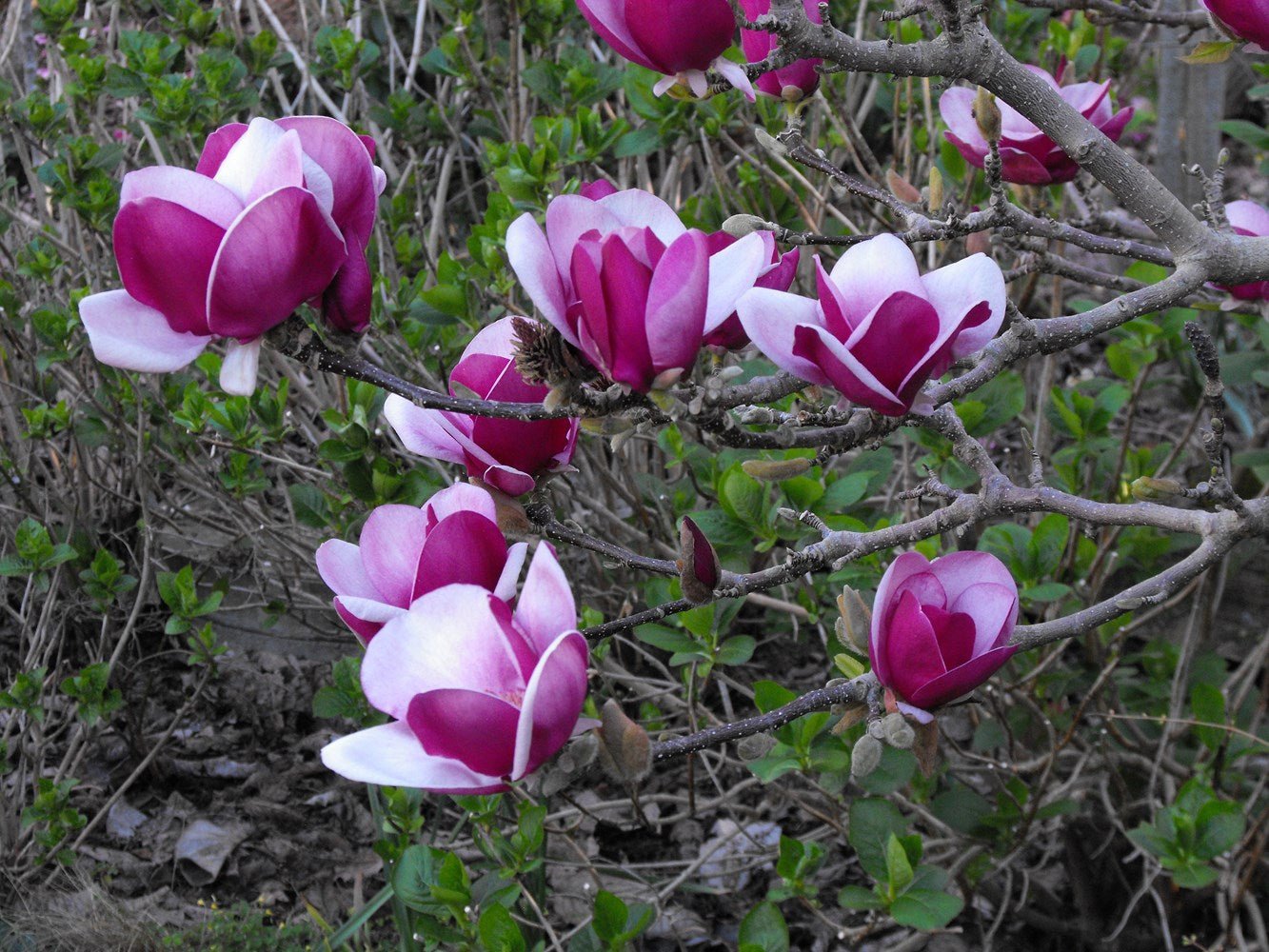 Magnolia Cameo Advanced Size (PICK UP ONLY) - Ladybird Nursery