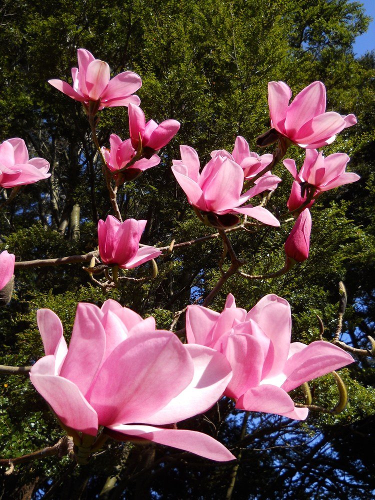 Magnolia Charles Raffelli (Magnolia campbelli) - Ladybird Nursery